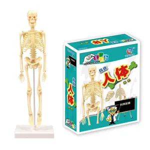 Modelo de torso corpo humano 3d, modelo de anatomia infantil, esqueleto, jogo de vapor, montagem de orgânicos, brinquedo de aprendizagem educacional, ferramenta de ensino