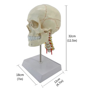 脳神経科教育医学のための頸椎を持つ1:1頭蓋脳解剖モデル人間の頭蓋骨 - Product Image 5