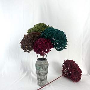 Venta al por mayor Hortensia seca Flores secas Crema <span class=keywords><strong>grande</strong></span> Conservas Plantas Preservar Hortensias grandes Cabeza de flor Blanca Anna Hortensia - Product Image 2