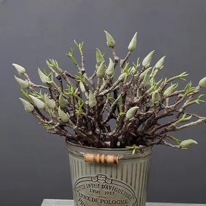 High Quality 6 Forks Simulation Magnolias <b>Tree</b> <b>Branches</b> Bundle <b>Artificial</b> Magnolia Flower Bud Stem for Wedding Home Decoration - Product Image 3