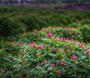 Prix du fabricant <span class=keywords><strong>Eau</strong></span> <span class=keywords><strong>de</strong></span> <span class=keywords><strong>rose</strong></span> pure 100% naturelle <span class=keywords><strong>de</strong></span> qualité alimentaire <span class=keywords><strong>buvable</strong></span> pour la peau - Product Image 6