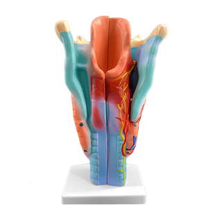 Mô Hình Giải Phẫu Họng Giảng Dạy Y Tế, Mô Hình Giảng Dạy Bệnh Viện Tuyến Giáp Mạch Máu Thanh Quản - Product Image 3