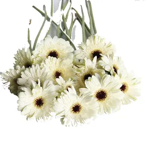 Flores de corte fresco, tallo largo, Gerbera, Dalma, Base, precio competitivo