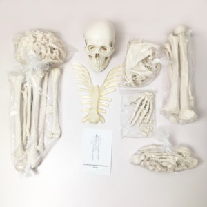 Escuela de Medicina enseñanza tamaño completo plástico desarticulado cuerpo entero humano hueso disperso anatomía <span class=keywords><strong>esqueleto</strong></span> modelo con cráneo - Product Image 2