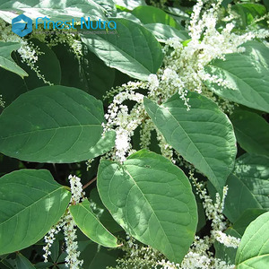 Экстракт <span class=keywords><strong>Polygonum</strong></span> <span class=keywords><strong>Cuspidatum</strong></span> (Краснокожуха) CAS 27208-80-6, 98% полидатина - Product Image 5