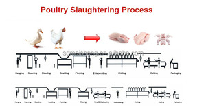 Maisheng - Línea de Sacrificio de Pollos de 500 Aves por Hora, Equipo para <span class=keywords><strong>Mataderos</strong></span> de Aves de Corral, Planta de Procesamiento de Pollos - Product Image 2