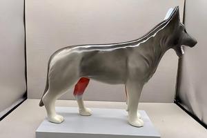 Modelo de Anatomía Canina - Especímen Muscular y Esquelético <span class=keywords><strong>Canino</strong></span> Grande para Enseñanza Veterinaria y Estudio de Ciencias Animales - Product Image 5