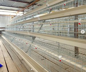 120 tavuk yetiştiriciliği tavuk tabakası kafes galvanizli pil döşeme tavuk tabakası yumurta tavuk kafesi - Product Image 3