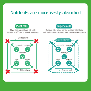 Hetchyn מקור רומן מזון צהוב euglena gracilis אבקת 60% תוסף אנרגיה אבקת פרלון - Product Image 6