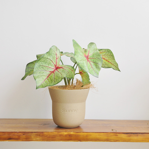 Faux calathea orbifolia พืชเทียมที่แตกต่างกันอย่างหรูหราสำหรับการออกแบบตกแต่งภายในที่ทันสมัย - Product Image 5