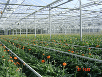 Serre agricole à toit dentelé, petite serre hydroponique en polyfilm pour la culture professionnelle des légumes