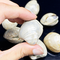 Vente en gros de coquillages fossiles de pierres naturelles colorées polies en sacs, options personnalisées pour la décoration de maison, de bureau et de collection