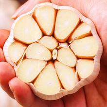 Vente en gros de 5 livres de Shandong AD <span class=keywords><strong>Ail</strong></span> cru transformé Bulbes à peau violette et blanche Épices et herbes simples - Product Image 6