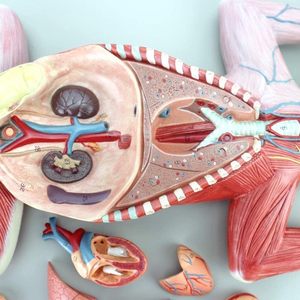 Modelos de torso y <span class=keywords><strong>esqueleto</strong></span>, modelo de gato anatómico, modelo de Anatomía de gato de tamaño real, Entrenamiento Educativo médico, material didáctico - Product Image 3