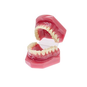 Modèle dentaire orthodontique pour bébé, modèle pédagogique de soins bucco-dentaires, modèle dentaire réparateur, modèle oral détachable - Product Image 4