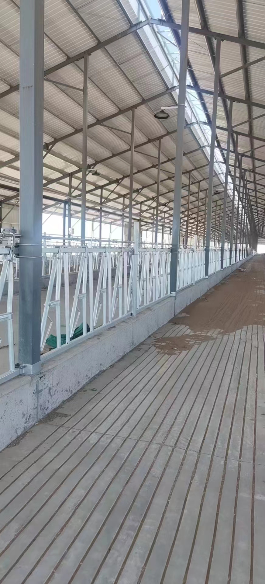Galvanized Custom Cattle Dairy Headlocks Farming Equipment