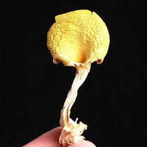 Detan <span class=keywords><strong>Prix</strong></span> de gros <span class=keywords><strong>chanterelles</strong></span> séchées en vrac de haute qualité - Product Image 5