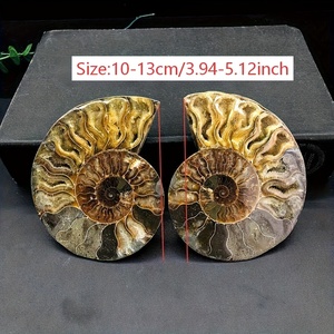 Groothandel Ammoniet fossiel Natuurlijk fossiel voor Reiki Healing Kristalsteen voor huisdecoratie - Product Image 2