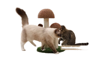 Griffoir d'intérieur durable pour chat avec jouets de chaton en bois et escalade en sisal pour l'escalade des chats