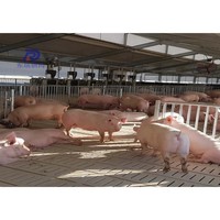 Conception de ferme d'élevage de porcs, structure en acier préfabriquée complète, construction de bâtiment pour porcs