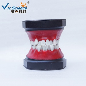 Modello di Dentatura Typodont per Pratica Odontoiatrica, Modello di Simulazione Ortodontica per Formazione in Cura Dentale - Product Image 1