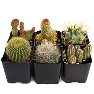 Cactus de Forma Única de Bajo Mantenimiento, Plantas del Desierto Resistentes a la Sequía, Cactus en Maceta Surtidos para Decoración del Hogar y Arreglos DIY - Product Image 1