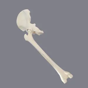 KyrenMed Sawbones Foam Cortical Human Hip Bone Model With Full Femur Innominate Model For Orthopaedic Training Drilling