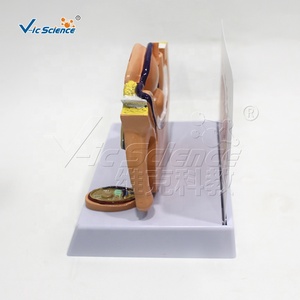 Modelo Anatómico Sagital Mini de Pelvis Masculina y Femenina, Modelo de Anatomía Masculina, Modelo de Enseñanza Médica Humana - Product Image 4