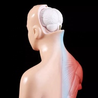 Modèle anatomique médical des organes internes du corps humain en PVC avec fonctionnalités de sécurité pour l'apprentissage des étudiants
