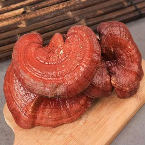 Trung Quốc quý các loại thảo mộc lỏng tư nhân labal Lucid <span class=keywords><strong>Ganoderma</strong></span> khô linh chi Nấm Hoang Dã phát triển tự nhiên thu hoạch - Product Image 3