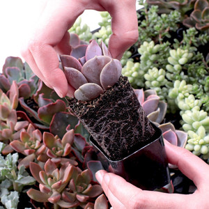 Plantas suculentas Rosette en maceta, surtido de Echeveria, plantas suculentas vivas en macetas de 2 pulgadas para decoración del hogar - Product Image 3