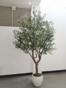 Plantes artificielles en pot en plastique de 210cm 240cm 300cm avec grand pot grand <span class=keywords><strong>olivier</strong></span> artificiel - Product Image 3