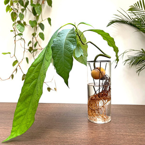 Noël Métal Déco Cadeaux Magasins Plante Support <span class=keywords><strong>Vase</strong></span> Améliore Pot De Fleurs <span class=keywords><strong>Vase</strong></span> De Table Amusant Pour Enfants <span class=keywords><strong>Avocat</strong></span> Verre Art - Product Image 3