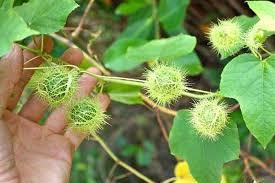 POLVO SECO DE FOETIDA PASSIFLORA ORGÁNICA 100% DE ALTA CALIDAD DE PROVEEDOR DE VIETNAM - Product Image 5
