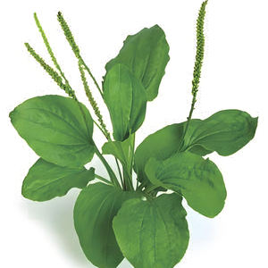 Fabrika kaynağı en çok satan muz tohum özü doğal organik muz özü tozu psyseed tohum kabuk özü - Product Image 2