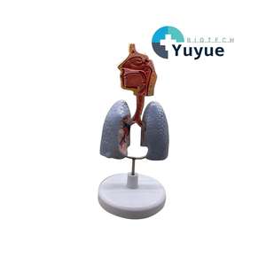 Modelo de Asma del Tracto Respiratorio y Pulmón - Herramienta Educativa de Pulmonología - Product Image 1