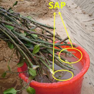 Générateur de plantes pour jardinage, Hydrogel en Polyacrylate - Product Image 4