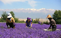 Huile essentielle de lavande biologique pour le sommeil, 100% pure et naturelle, huile de lavandula pour diffuseur, massage, fabrication de bougies, parfum