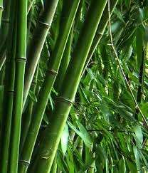 หลอดดูดหญ้าเวียดนาม-ทางเลือกที่ดีที่สุดและราคาที่ดีที่สุดหลอดหญ้า - Product Image 4