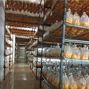 Fiori di Cordyceps Militaris Essiccati di Alta Qualità, Premium, per Cucina/Polvere - Product Image 4