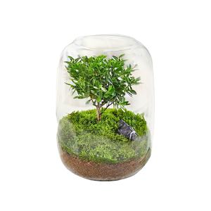 Kit de Terrario de estilo rural Green <span class=keywords><strong>Cliff</strong></span> con diseño de suelo de material de fibra vegetal de musgo preservado - Product Image 1