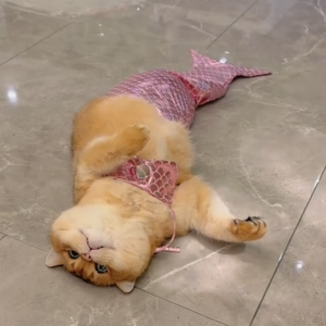 زي حورية البحر المضحك للقطط والكلاب مايوه بنمط صلب مع شريط ذيل السمكة لزينة زينة - Product Image 3