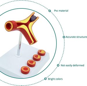 Model anatomi medis kardiovaskular manusia model vaskular perlengkapan pengajaran medis - Product Image 3