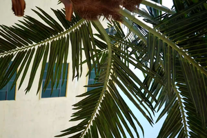 2025 Nouveaux palmiers géants artificiels Cocotiers pour l'aménagement paysager intérieur et extérieur - Product Image 4