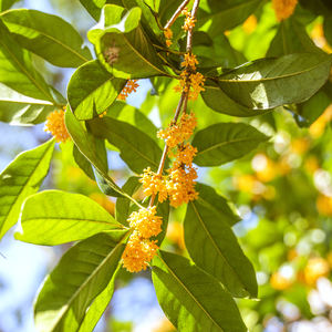 מכירת מזון כיתה טעם טעם תמצית שמן טעם שמן שמן שמן שמן שמן אוסמניה עבור שפתון ביצוע - Product Image 2