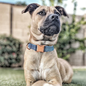 Collar para Perro, Collar de Metal con Hebilla de Liberación Rápida para Perros Grandes, Lindo Collar de Nailon para Perro con Nombre y Número de Teléfono - Product Image 5