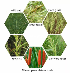 Clodinafop-propargyl 8%EC 120G/l EC + Cloquintocet-mexyl Wheat Field Herbicide Selective Weed Killer <strong>Agrochemical</strong> - Product Image 6