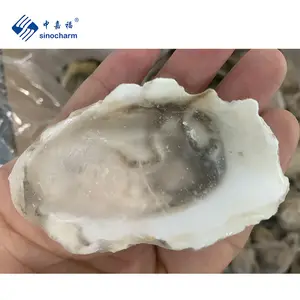 批发优质海鲜供应商带壳冷冻牡蛎