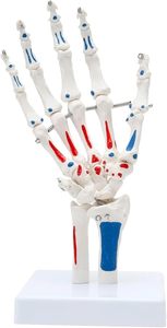 Modelo Anatómico <span class=keywords><strong>de</strong></span> Articulación <span class=keywords><strong>de</strong></span> la Mano Humana en Exhibición, Modelo Médico para Educación del Paciente y Entrenamiento Médico, Modelo Realista con Certificación CE/ISO - Product Image 3