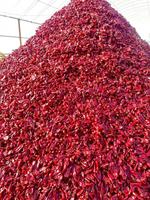 Prix d'usine Meilleur piment rouge sec pur piment Yidu séché de Chine pour le marché africain Point de vue des meilleurs acheteurs de produits